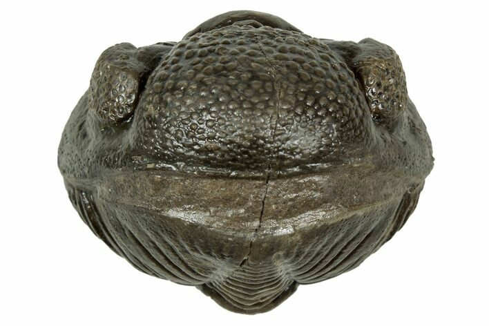 Wide, Enrolled Pedinopariops Trilobite - Excellent Eyes #347749